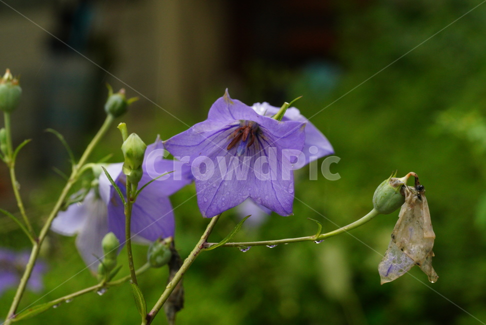 도라지,꽃,약재,여름,보라색,flower,plants,summer,nature,식물,자연,plants,nature
