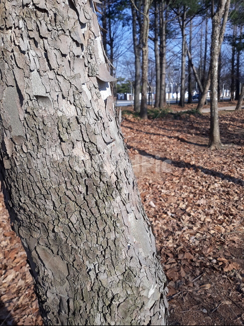 treetrunk,나무줄기,식물,나무,나무표면