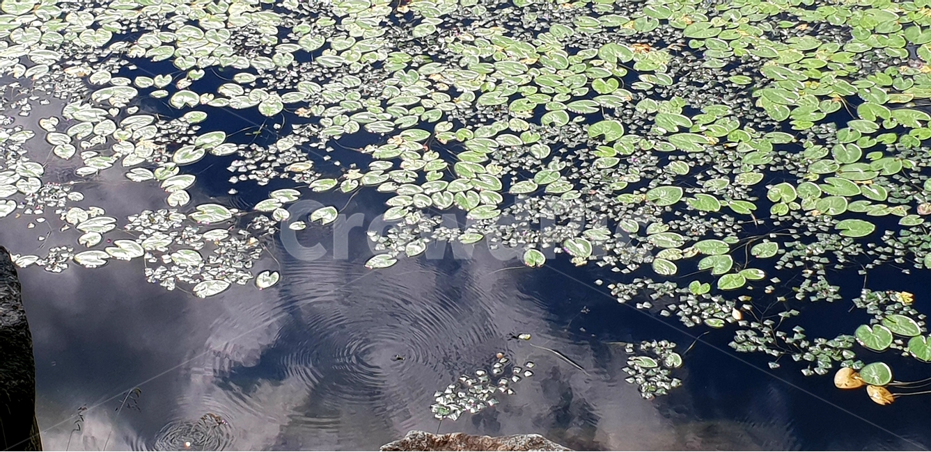 수초,물,자연,식물,배경이미지,여름,호수,연못,background,natural,초록,그린,green,여러해살이,배경,배경화면,색감,바탕,텍스쳐,질감,패턴,이미지,식물,자연,plants,nature
