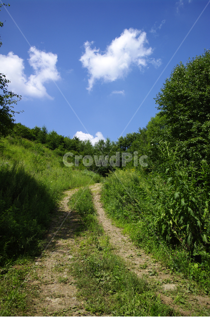 하늘,구름,식물,plant,자연,풍경,여름,초록,나무,길,road,흙길,자연,풍경,nature,landscape