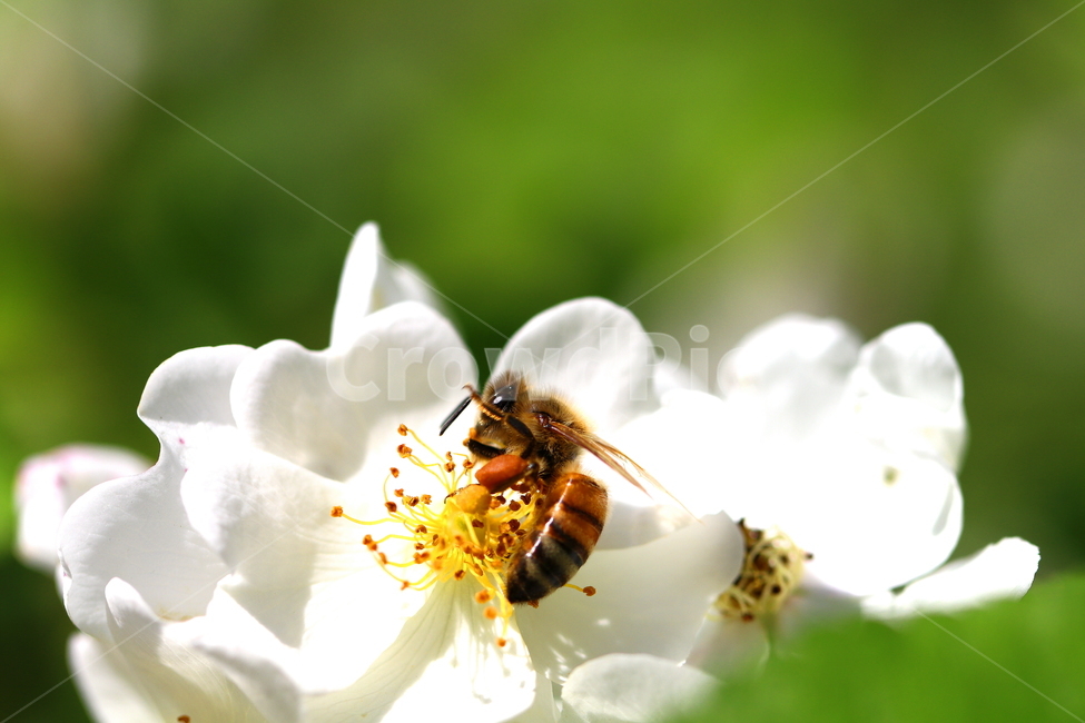 식물,꽃,동물,벌레,자연,식물,자연,plants,nature,꽃,flower,동물,animal,곤충,벌레,insect,bug
