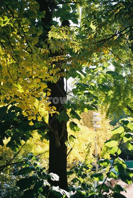 나무,식물,tree,plant,잎,leaf,treetrunk,나무줄기,여름,봄,가을,겨울,summer,green,film,필름,필름사진