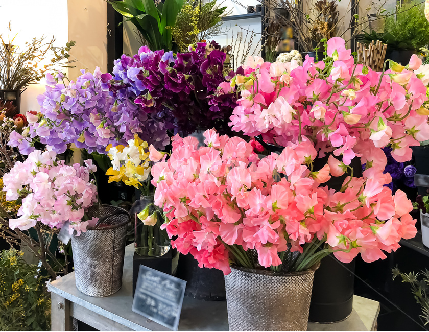 blossom,꽃,flower,식물,꽃집,분홍색꽃,보라색꽃,꽃,flower