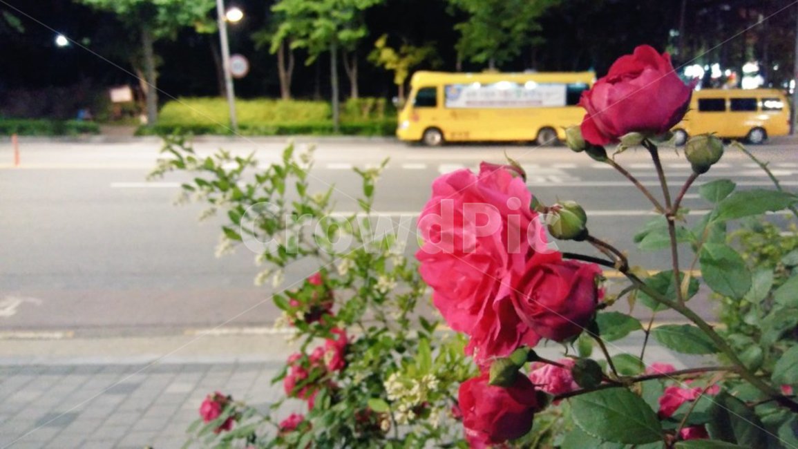 장미,rose,붉은색,red,꽃,사랑