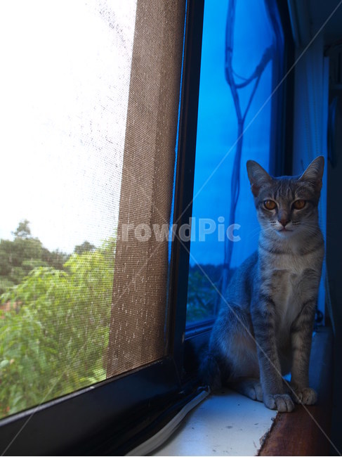 고양이,동물,아기고양이,반려묘,cat