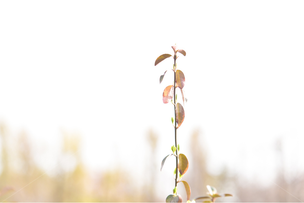 식물,나무,자연,초록,가지,나뭇잎,감성,분위기,하늘,봄,계절,spring,season,식물,자연,plants,nature,plant