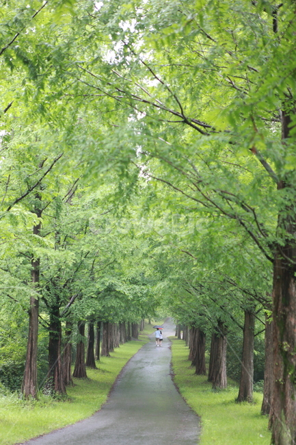 메타세콰이어,푸름,비온날,길,숲길,가로수,자연,풍경,nature,landscape,사람,인물,인간,human,person,연인,커플,사랑,lover,couple,outdoors,옥외,garden,정원,arbour,정자