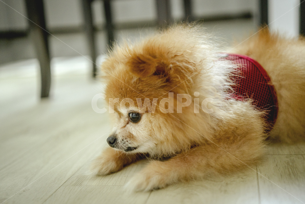 애견,포메라니안,반려견,강아지,반려동물,동물,animal,포유류,mammal,개,강아지,dog,doggy