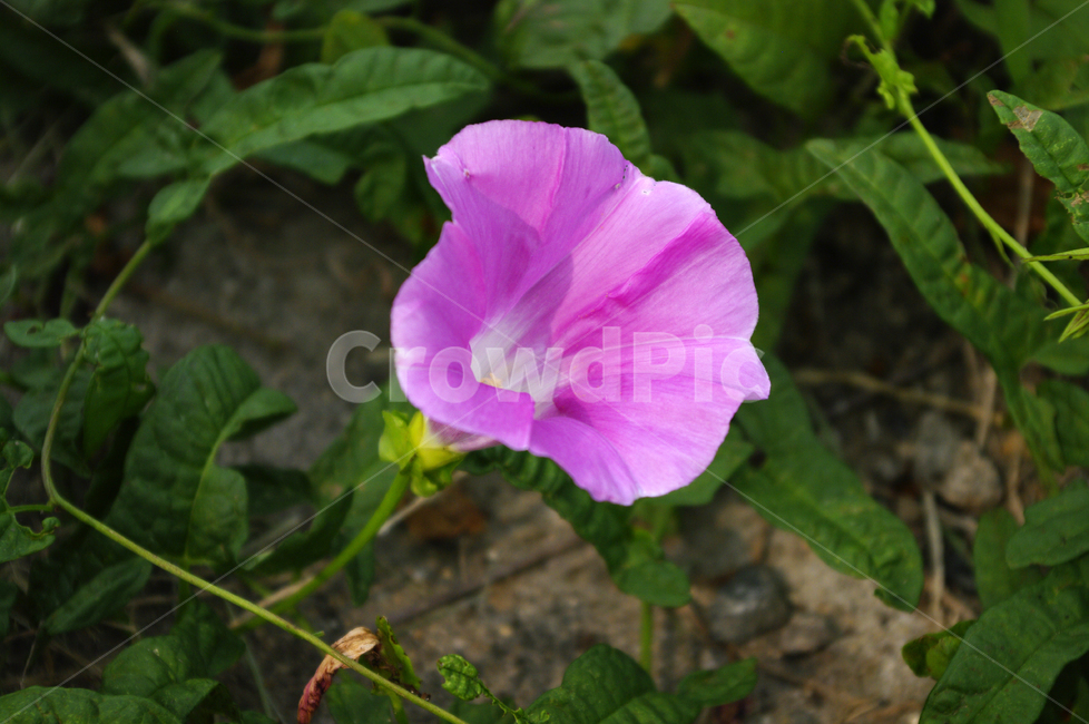 나팔꽃,꽃,flower,식물,plant,식물,자연,plants,nature,꽃,flower