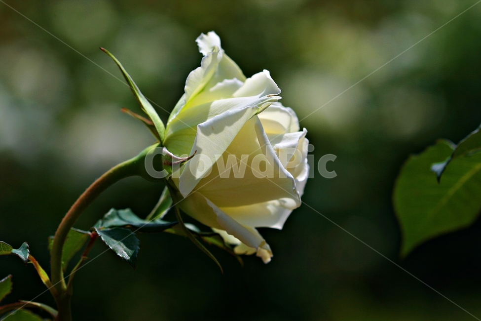 장미,꽃,로즈,식물,배경,식물,자연,plants,nature,꽃,flower