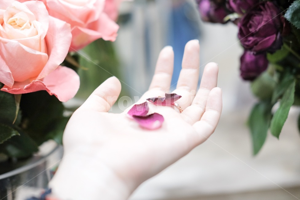 손,손바닥,꽃,꽃잎,장미,꽃,flower,사람,인물,인간,human,person,신체일부,몸,body,여성,여자,woman,female,lady,감성,sensible,feeling