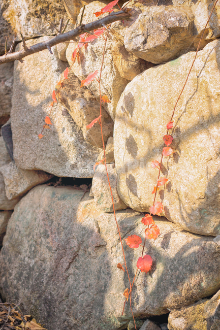 가을,담,담벼락,식물,계절,낙옆,햇빛,fall,autumn,wall,plant,자연,풍경,nature,landscape,seasons,가을,계절,fall,autumn,season,rubble,파편,벽