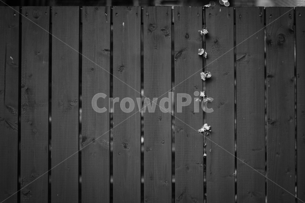 풍경,벽,담쟁이,거리,길거리,street,식물,자연,plants,nature,흑백,모노톤,monochrome,black and white