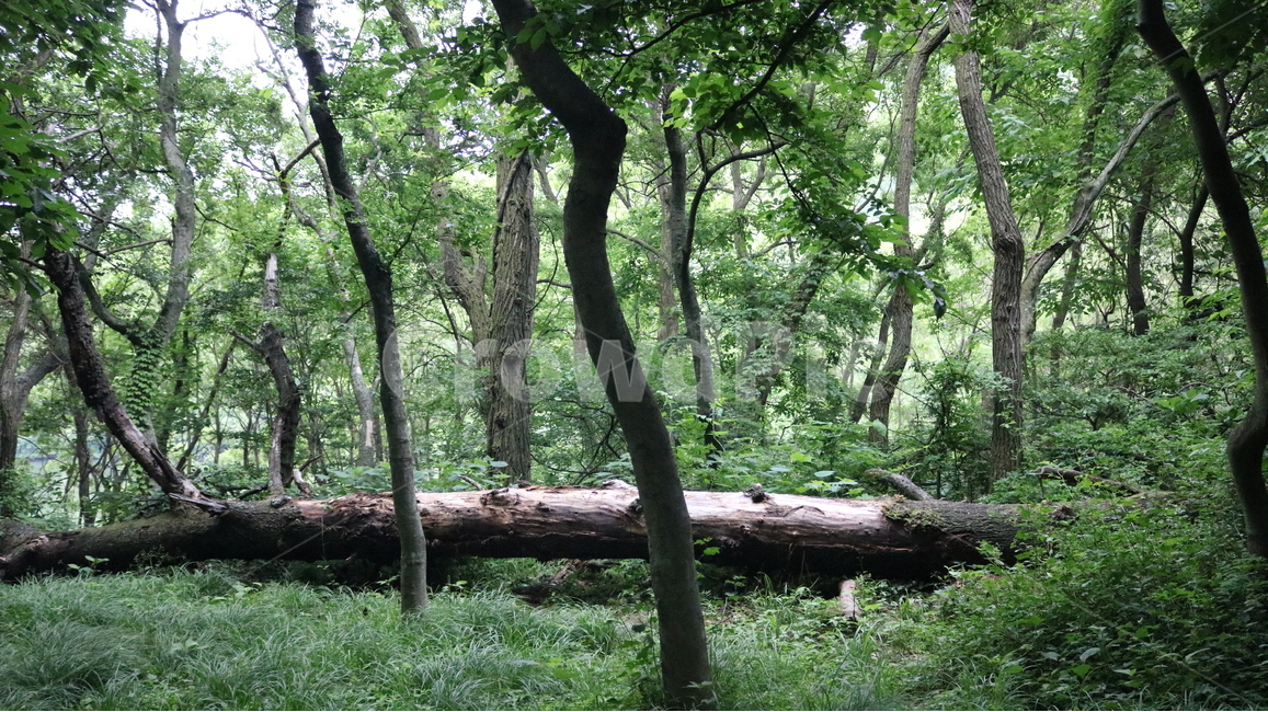 plant,식물,tree,나무,treetrunk,나무줄기,nature,자연,forest,숲,삼림지,나무,trees,wood