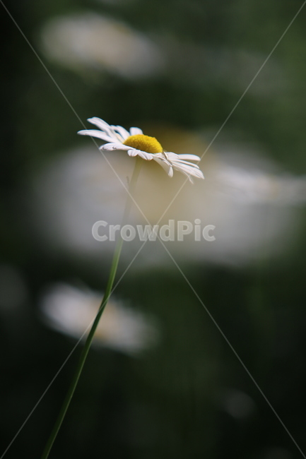 구절초,가을,구절초차,구절초꽃말,순수,식물,자연,plants,nature,꽃,flower