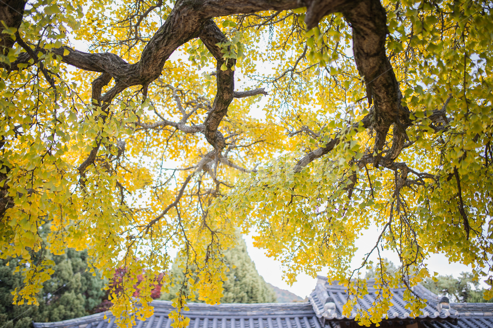 autumn,은행나무,tree,나물줄기,낙엽,엽서,가을,감성,강,가을,계절,fall,autumn,season,나무,plant,식물,tree trunk,나무 줄기