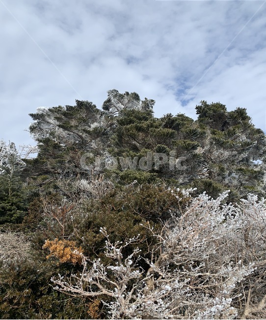 제주,제주도,산,설산,겨울,한라산,자연,풍경,눈