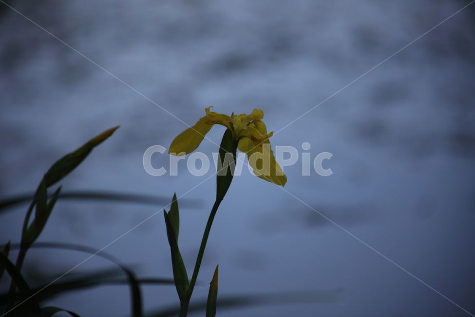 노랑꽃창포,창포,황창포,봄,yellowflagiris