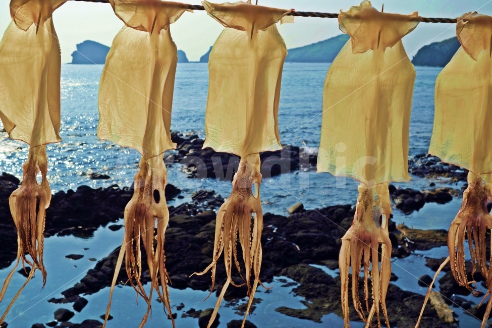 제주도,오징어,엉알해안산책로,차귀도,섬,제주,여행,자연,풍경,경치,연체동물,생선류,음식,식재료,요리,food,cook,meal,dishes,food reserves,수산물,해산물,fishery products,seafood