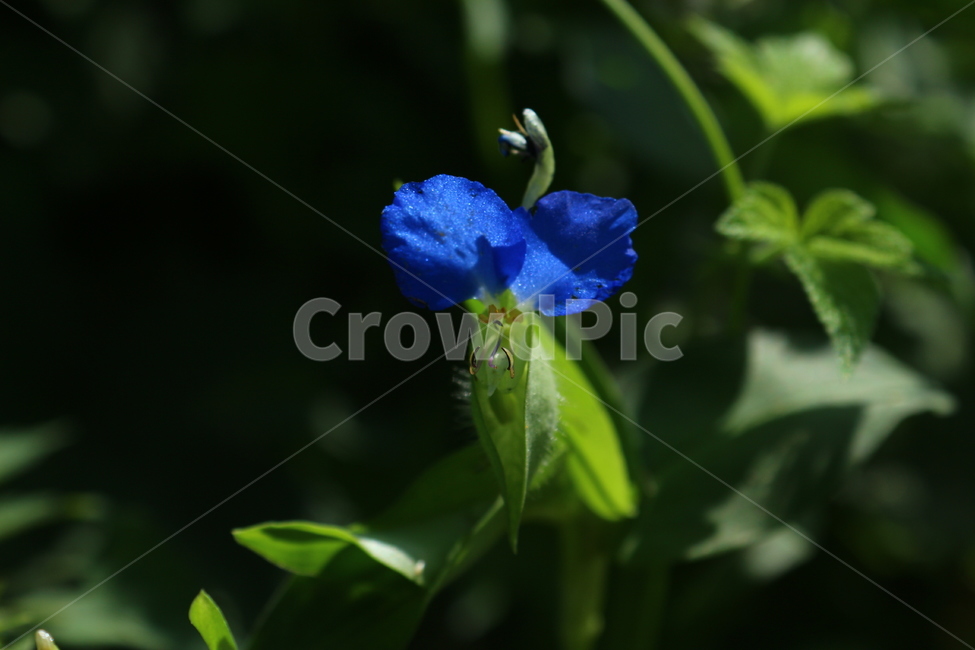 닭의장풀,꽃,식물,여름꽃,파란색,flower,plant,식물,자연,plants,nature,꽃,flower