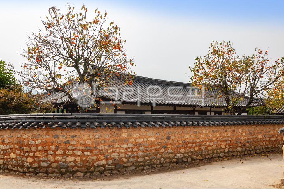 roof,earthen wall,countryside,tree,construct,house,building,Hahoe village,road,Town,mud wall,persimmon,tile,season,persimmon tree,tiled house,autumn,tradition,alley,fence,wall,close
