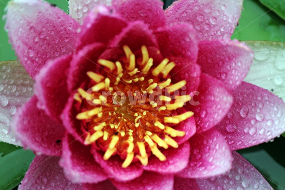 연꽃,인연,우아,진흙,힐링,영원회귀,불교,마음,정화,식물,자연,plants,nature,꽃,flower