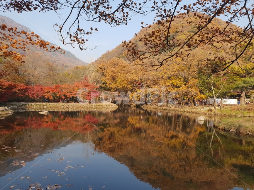 백양사,단풍,가을,가을호수,단풍나무,가을,계절,fall,autumn,season,water,물,nature,자연,outdoors,옥외,tree,나무,plant,식물
