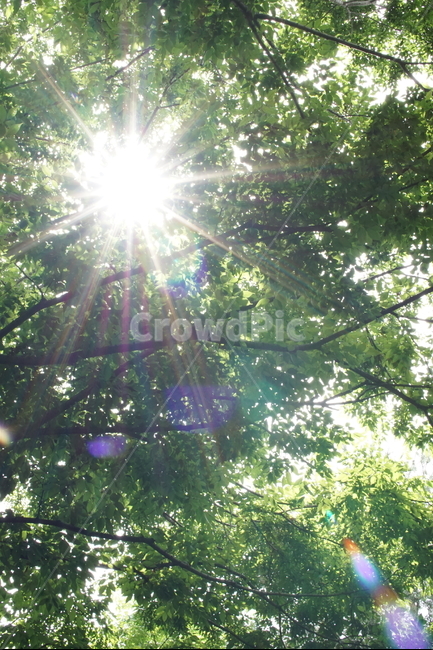 식물,자연,초록,green,햇살,나무,자연,풍경,nature,landscape,휴식,힐링,rest,relaxation,healing,light,빛,flare,플레어,sunlight,햇빛