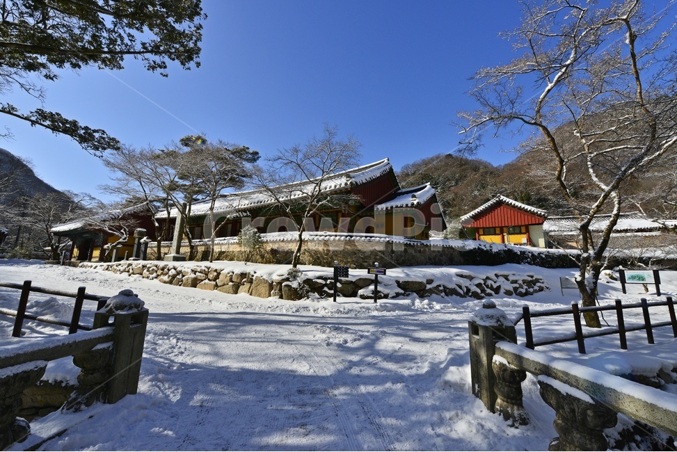 nature,outdoors,옥외,자연,장성,백양사,백양사설경,설경,백학봉,절,사찰,눈