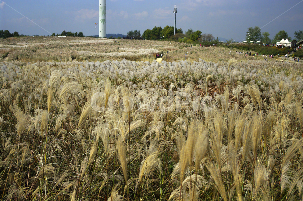 공원,식물,plant,가을,억새,자연,하늘,구름,풍경,자연,풍경,nature,landscape