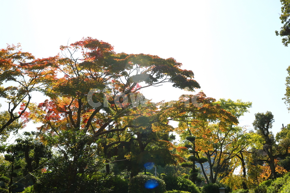 단풍,나무,단풍나무,식물,낙엽,자연,가을,나뭇잎,하늘,맑은하늘,가을,계절,fall,autumn,season