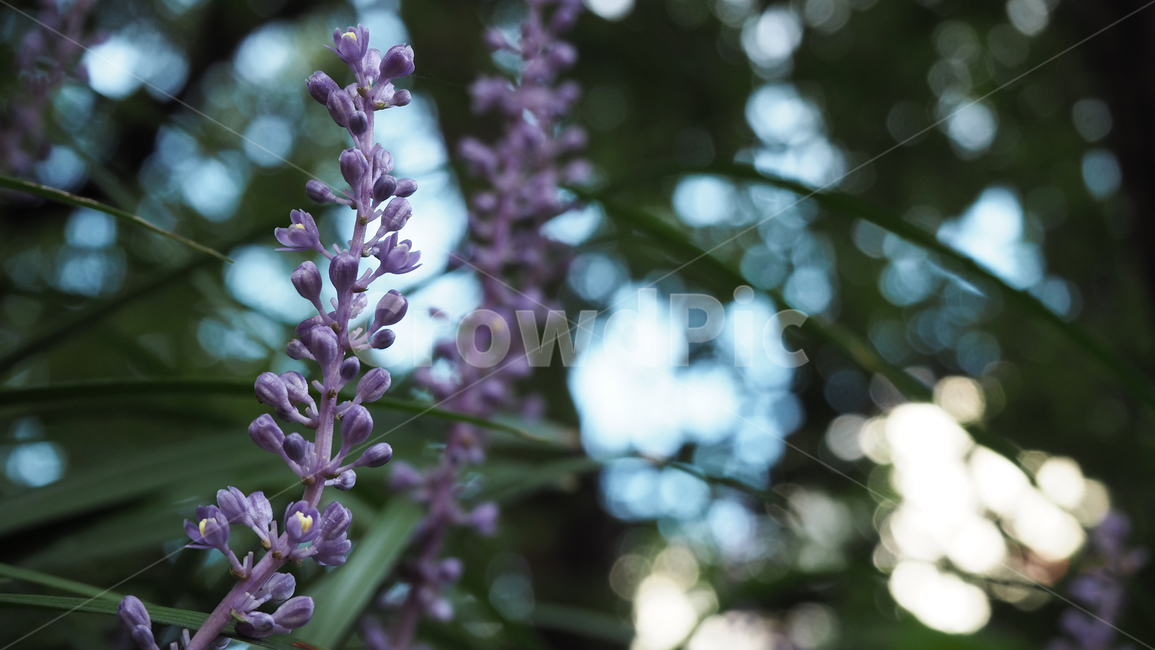 야생화,꽃,식물,wildflower,flower,plant,blossom,outdoor,야외,식물,자연,plants,nature,꽃,flower