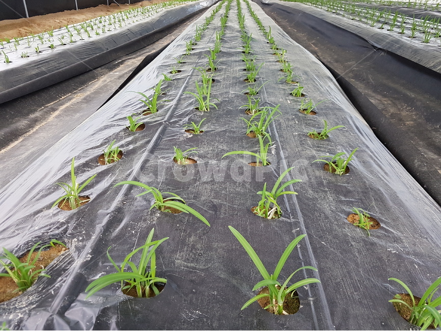 식물,모종,삼채,비닐하우스,농장,농촌,산업,industry,industrial,농업,농사,agriculture,farming,farming industry