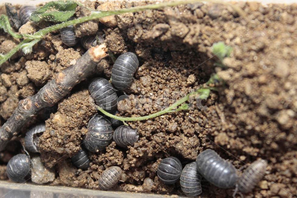 곤충,공벌레,자연관찰,체험,자연,벌레,동물,animal,곤충,벌레,insect,bug