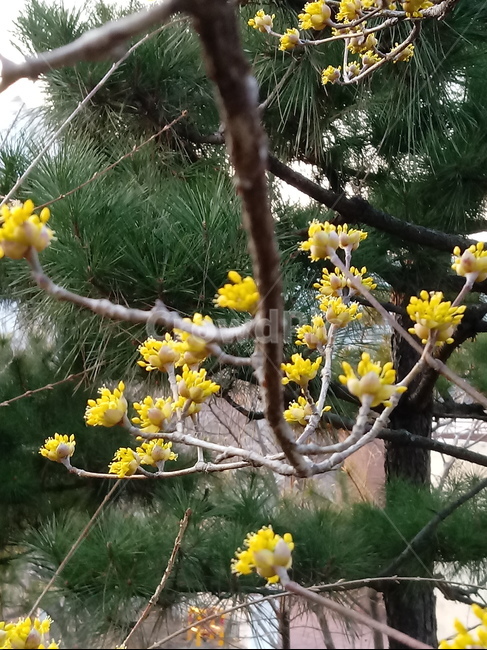 나무,나무가지,tree,treetrunk,plant,산수유,산수유꽃,노란색꽃