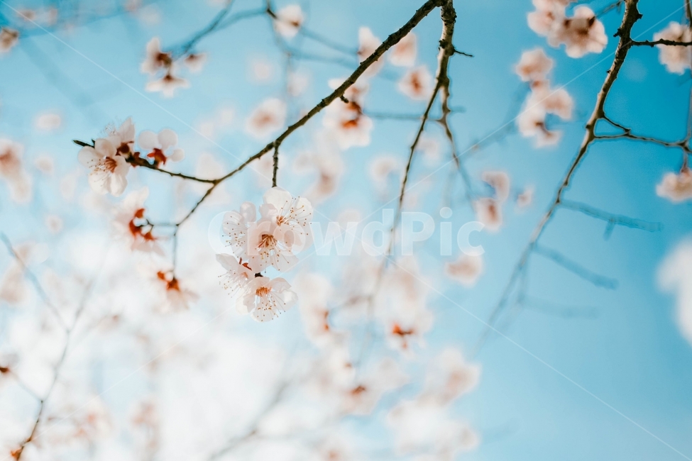 스냅,감성사진,필름,필름사진,필름느낌,사진,벚꽃,벚꽃여행,벚꽃축제,벚꽃사진,봄,계절,구름,여행,국내여행,자연,배경,풍경,배경사진,디자인,소스,봄,계절,spring,season,식물,자연,plants,nature,꽃,flower,감성,sensible,feeling,plant