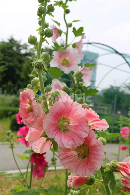 꽃,접시꽃,식물,아욱과,촉규화,관상용,식물,자연,plants,nature,꽃,flower