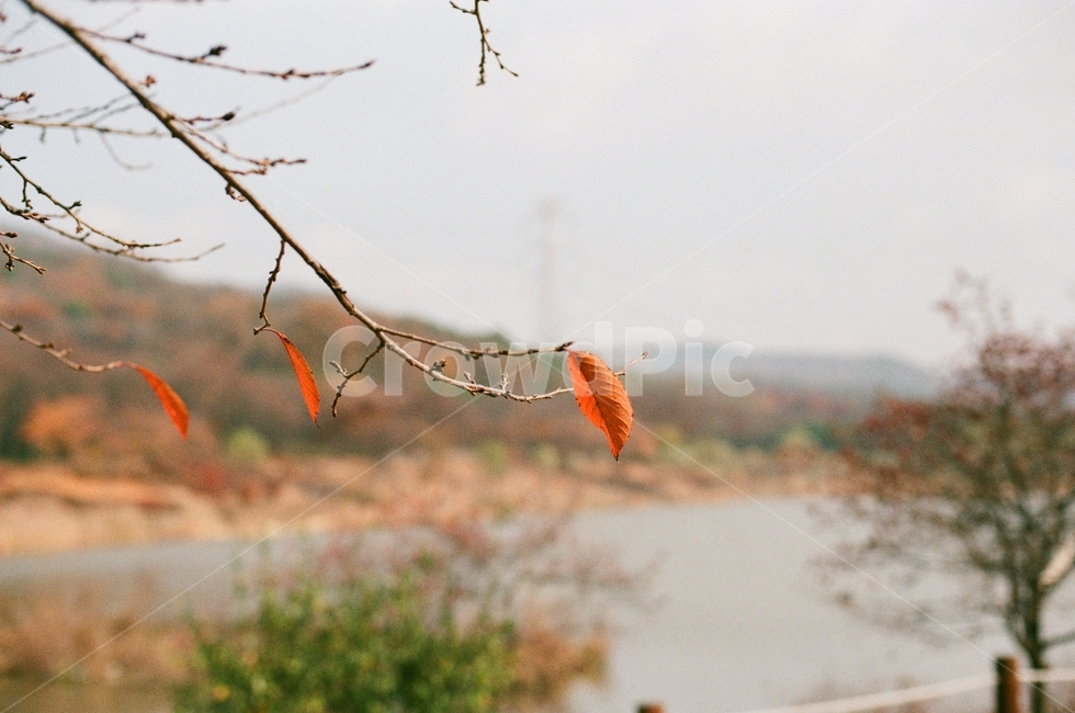 낙엽,가을,가을감성,마지막잎새,필름감성,가을,계절,fall,autumn,season,자연,풍경,nature,landscape,감성,sensible,feeling