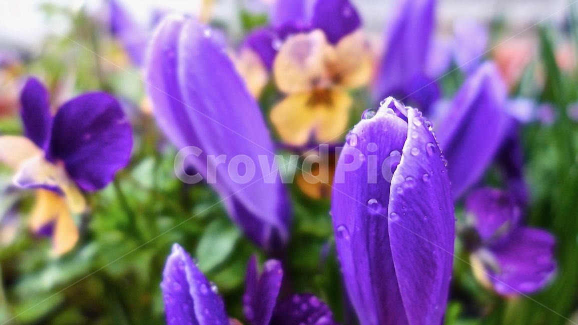 flower,garden,spring,봄꽃,새싹,식물,자연,plants,nature,꽃,flower