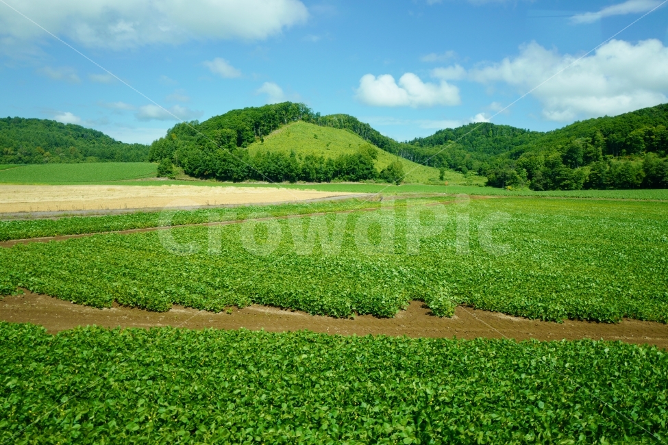 시골풍경,시골,농촌,밭,산,농작물,자연,풍경,nature,landscape,시골,마을,country,rural,town,outdoors,옥외,field,들