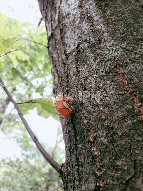 곤충,매미,우화,여름,동물,동물,animal,곤충,벌레,insect,bug