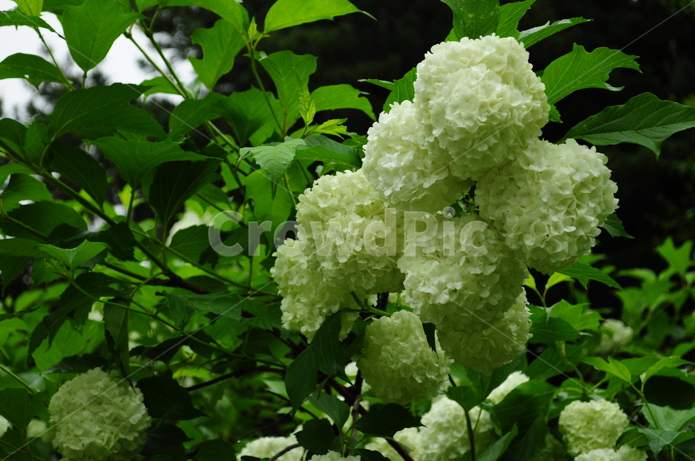 수국,불두화,꽃,잎사귀,식물,식물,자연,plants,nature,꽃,flower