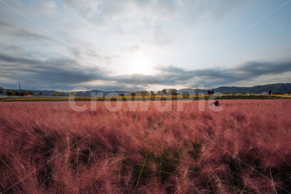 가을,감성,핑크뮬리,나리공원,식물,자연,풍경,nature,landscape,한국자연풍경,한국자연경관,korea nature landscape,field,들,outdoors,옥외