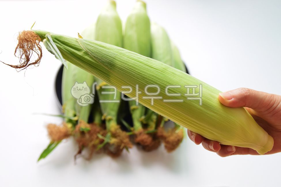 옥수수,초당옥수수,생식옥수수,콘,식재료,곡류,곡식,옥수수잎,옥수수껍질,손,여자손,사람손,옥수수수염,corn,hand,woman,음식,음식재료