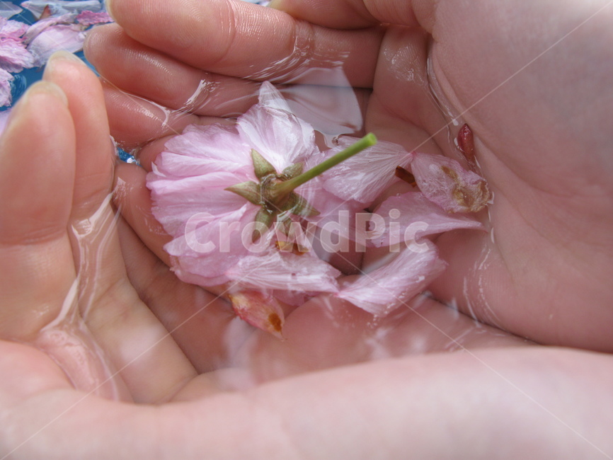 꽃,물,감성사진,손가락,finger