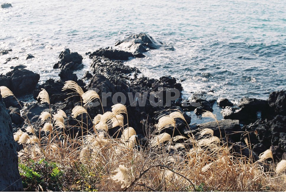 제주도,바다,해변,애월해변,갈대,바람,배경,풍경,jejuisland,필름카메라,필름사진,film,filmpic,filmcamera,제주도,jeju,jeju island,감성,sensible,feeling,promontory,곶