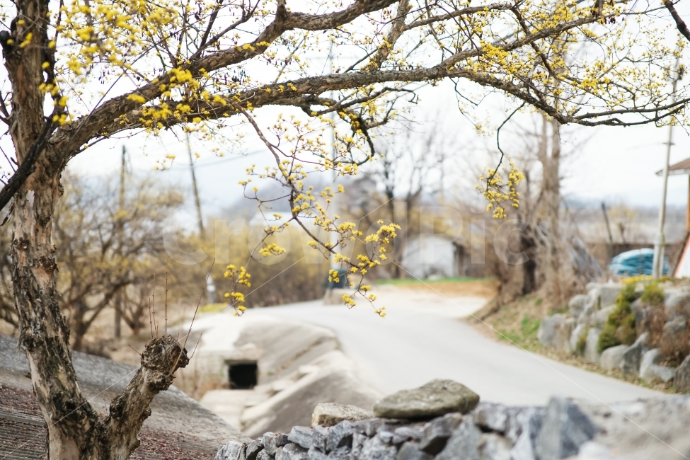 자연풍경,돌담,산수유,봄,한적한,시골길,식물,자연,plants,nature,봄,계절,spring,season,꽃,flower