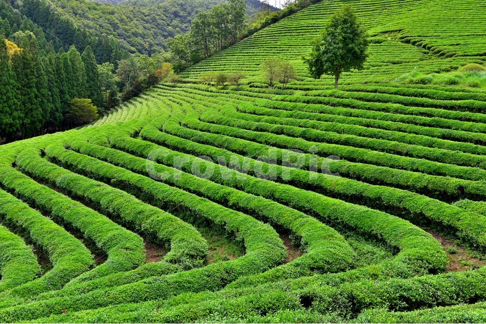전남,보성,대한다원,녹차밭,녹차잎,연두색,차밭,outdoors,옥외,nature,자연,초록,green,여름,계절,자연,풍경,nature,landscape,한국자연풍경,한국자연경관,korea nature landscape
