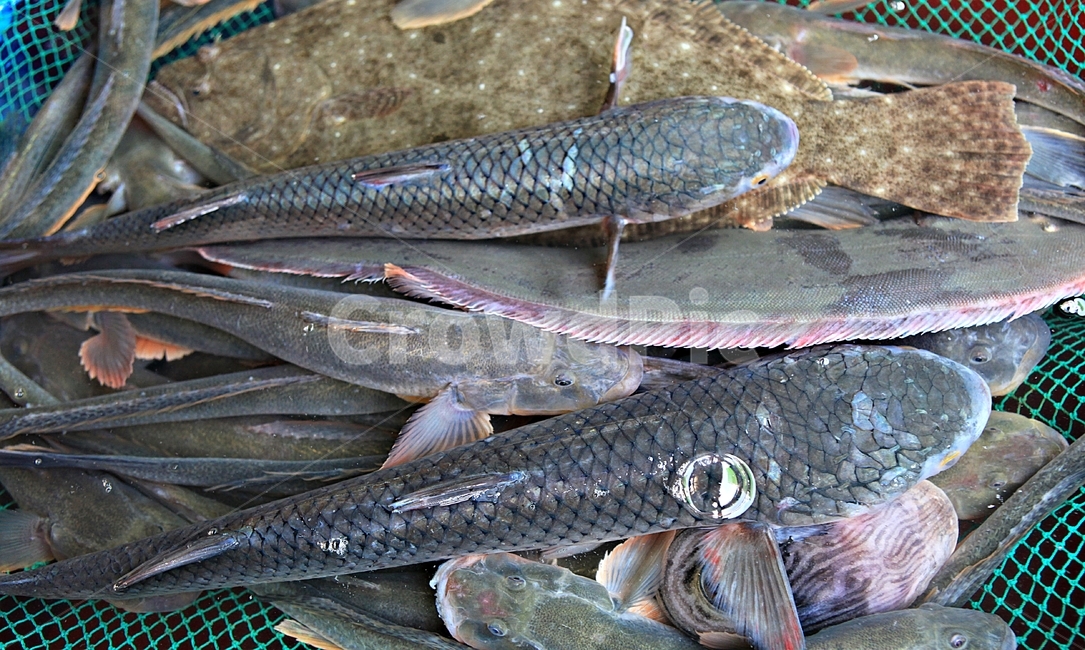생선,활어,회감용,먹거리,배경,저연,시장,마트,마켓,market,mart,market place,음식,식재료,요리,food,cook,meal,dishes,food reserves,수산물,해산물,fishery products,seafood