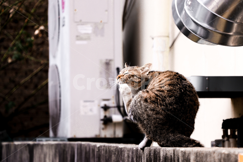 동물,animal,자연,고양이,cat,동물,animal,포유류,mammal,고양이,cat,kitten,kitty
